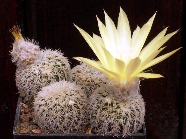 Ferocactus_wislizenii_1